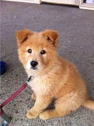 Check spelling or type a new query. Golden Retriever Chow Mix Puppies For Sale