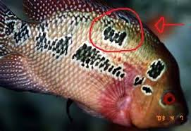 Ikan louhan atau ikan flowerhorn merupakan salah satu jenis ikan hias yang sangat khas karena memiliki bentuk kepala yang berbeda dibandingkan dengan. Ikan Louhan Yang Berlafadzkan Allah Subhanallah Yg Suka Klik Wow