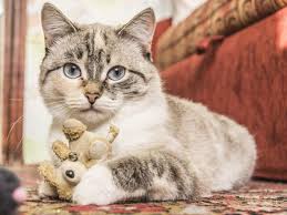 Check spelling or type a new query. Dia Internacional Del Gato 20 De Febrero Por Que Se Celebra Tres Veces Al Ano Revtli Respuestas El Comercio Peru