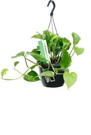 De Epipremnum Aureum Voor Donkere Plekjes Plants Plant Collection Herbs
