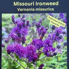 Image result for Vernonia muelleri