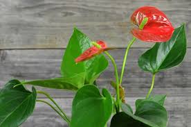 Castor bean or castor oil plant (ricinus communis) Is Flamingo Flower Poisonous To Cats And Dogs