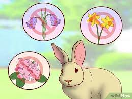 The clematis plant is a member of the ranunculaceae family and is known to cause toxicity of a moderate nature when ingested by animals. 3 Ways To Have A Rabbit Friendly Garden Wikihow