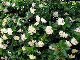Pin On Garden View Plants