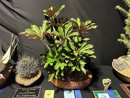 Image result for Euphorbia baylissii