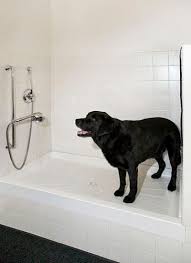 doggone good tips for a pet washing station