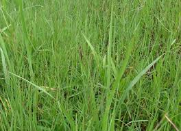 Image result for Digitaria seriata