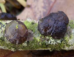 Image result for Exidia sp.