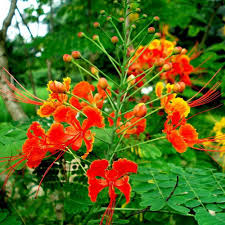 It is heat and drought tolerant and can grow to 6' by 6'. 2021 Caesalpinia Pulcherrima Seeds Caesalpiniaceae Caesalpinia Pulcherrima Seeds For Afforestation Tree Buy Caesalpinia Pulcherrima Seeds Caesalpiniaceae Caesalpinia Pulcherrima Seeds Afforestation Tree Seeds Product On Alibaba Com