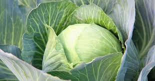 How to easily grow cauliflower in the backyard. How To Plant And Grow Cabbage Gardener S Path