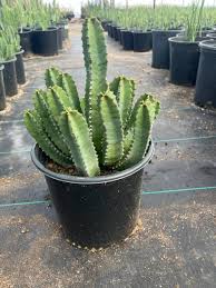 Image result for Mohria marginalis