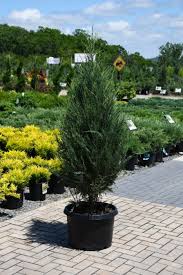 Image result for Juniperus