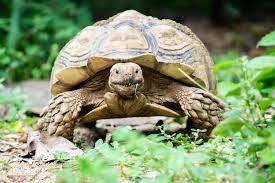 Sulcata Tortoise Care Guide Everything You Need To Know Everything Reptiles