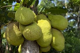 Jackfruit Grafting Methods Pruning Methods Training Agri Farming