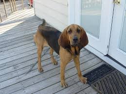 So how do you stop this? What To Do When Neighbors Dog Poops In Your Yard The Truth