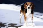 Know About All Beagle Mixes with Pictures & Breed Profiles