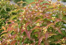 Maybe you would like to learn more about one of these? Proven Winners Shade Loving Shrubs Shrubs That Solve A Problem Provender Nurseries Wholesale Nursery In Swanley Kent