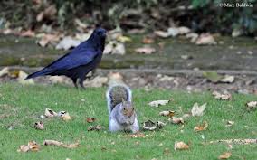 The squirrel & the crow. What Controls The Caching Behaviour Of Squirrels How Do They Find Their Buried Nuts Wildlife Online