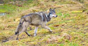 For a list of all species in the canidae family, several of which are named wolves, see list of canids. Should Gray Wolves Be Removed From The Endangered Species List College Of Natural Resources News