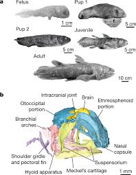 Know the stomach ulcers symptoms and visit apollo for stomach ulcers treatment. Why Is The Coelacanth Brain So Small Techrecipe
