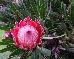 Pin On Plants To Buy