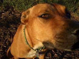 Oh No My Dog Has Sprung A Leak Hormone Related Urinary Incontinence In Dogs Petmd