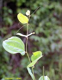 Image result for Smilax anceps