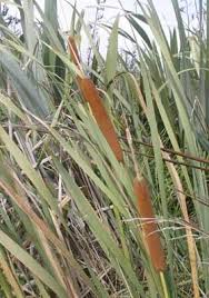 Image result for Rourea orientalis