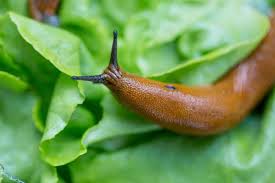 Dealing with slugs and snails keep the soil under your cucumber plants dry, allowing it to dry completely before watering again. Are Slugs Bad For Gardens And 7 Ways To Control Them The Practical Planter