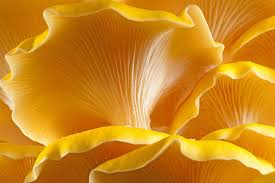 How do you cook mushrooms? 5 Health Benefits Of Golden Oyster Mushrooms Mushroom Health Guide