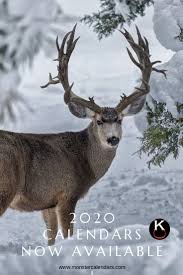The Mighty And Regal Mule Deer The Most Sought After Antlered Big Game Animal In The West This Magnificent Animal Seems Big Deer Mule Deer Hunting Mule Deer