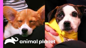 Maybe you would like to learn more about one of these? Animal Planet Archives Culture Mix
