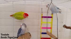 Yuvaligin Icinde Ne Olmali Sevda Papagani Lovebird Agapornis Papagan Kus