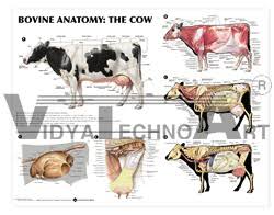 bovine anatomy the cow anatomical chart manufacturers