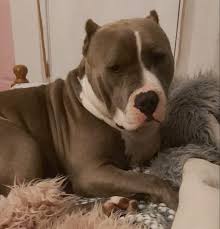 Puppy ear cropping can be a painful procedure, that requires dedicated aftercare and regular veterinary visits. Roscommon Man Convicted Of Illegally Cropping A Puppy S Ears Photo 1 Of 3 Longford Leader