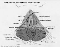 female pelvic floor anatomy diagram get rid of wiring