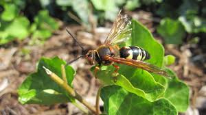 Hi sue, you are correct that this is a cicada killer and it looks quite dead. Cicada Killer Wasps University Of Maryland Extension