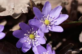 Hepatica Nobilis Leberblumchen Blaulila Februar April 5 10 Cm Mehrjahrig Halbschattig Schattig Standort He Blumen Pflanzen Mond Garten Pflanzen