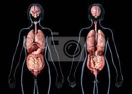 Female human body diagram of organs human body inner diagram anatomy human body human anatomy female. Woman Anatomy Internal Organs Rear And Front Views Leinwandbilder Bilder Korper Wissenschaftlichen Medizin Myloview De