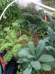 In addition, it is much easier to lower the acidity of soil than to raise it. Why Is Soil Ph Important For Growing Vegetables