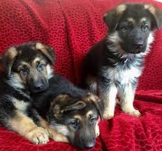 Our gsd puppies not only get our attention, but they receive special attention when looking for german shepherd puppies for sale it is best to educate yourself with pedigree's and the german titleing. German Shepherd Dog Puppy For Sale In Glendale Az Adn 29144 On Puppyfinder Com Gender Male Age 7 Week German Shepherd Puppies German Shepherd Poodle Puppy