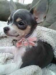 The blue chihuahua has a dark, shiny coat. Is The Blue Chihuahua Worth The Higher Price Tag