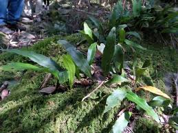 Image result for Pleopeltis macrocarpa