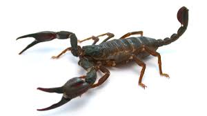 What Does Scorpion Dreams Mean Dream Meaning Youtube