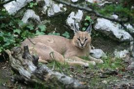 This genus is considered the oldest branch of a genetic lineage of small cats in the americas whose common ancestor crossed the bering land bridge from asia to north america in the late miocene. Katzen Felidae Naturfakten