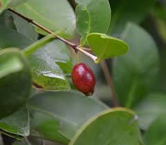 Image result for Eugenia capensis