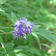 Image result for Vitex amaniensis