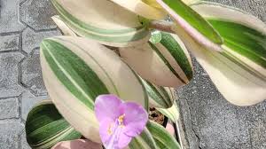 Image result for Tradescantia sillamontana