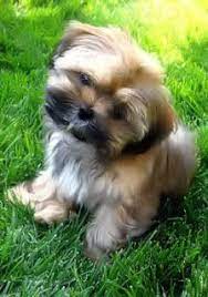 Shorkie Photo By Calis3 Photobucket Shorkie Puppies Cute Animals Cute Dogs