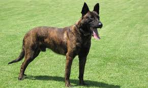 Dutch Shepherd Dutch Shepherd Dog Every Dog Breed Socializing Dogs